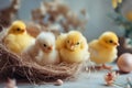 Little cute baby chicks in a bucket, playing at home, yellow newborn baby chicks Royalty Free Stock Photo