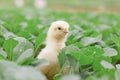 Little cute baby chicks between the leaves, Royalty Free Stock Photo