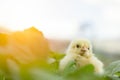 Little cute baby chicks between the leaves, Royalty Free Stock Photo