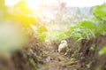 Little cute baby chicks between the leaves, Royalty Free Stock Photo