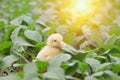 Little cute baby chicks between the leaves, Royalty Free Stock Photo