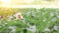 Little cute baby chicks between the leaves, Royalty Free Stock Photo