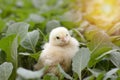 Little cute baby chicks between the leaves, Royalty Free Stock Photo