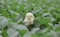 Little cute baby chicks between the leaves, Royalty Free Stock Photo