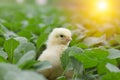 Little cute baby chicks between the leaves, Royalty Free Stock Photo