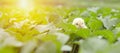 Little cute baby chicks between the leaves, Royalty Free Stock Photo