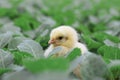 Little cute baby chicks between the leaves, Royalty Free Stock Photo