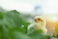 Little cute baby chicks between the leaves, Royalty Free Stock Photo