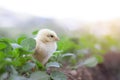 Little cute baby chicks between the leaves, Royalty Free Stock Photo