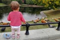 Little cute baby girl in a pink sweater stands at the fence of a pond in a park and feeds ducks with bread. close-up, rear view, Royalty Free Stock Photo