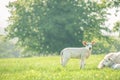 Little cute baby lamb on a spring field with resting mother sheep. Copy space. Selective focus. Royalty Free Stock Photo