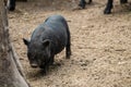 Little cute baby pig playing in farm dirt