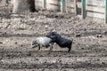 Little cute baby pigs playing in farm dirt Royalty Free Stock Photo