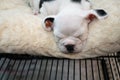 Little cute Baby Pitbull puppy sleeping on white carpet.