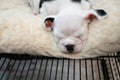 Little cute Baby Pitbull puppy sleeping on white carpet.