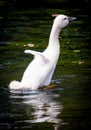 Little cute baby Swan Royalty Free Stock Photo