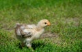 Little cute baby turkey standing in the grass