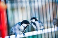 Little cute birds in a cage enjoying morning sunrise Royalty Free Stock Photo