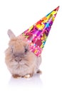 Little cute birthday rabbit