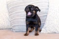 Little cute black Brussels griffon puppy stands among the pillows.