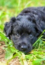 Little cute black coated Xoloitzcuintle puppy Mexican Hairless Dog close-up outside portrait