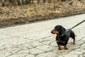 Little cute black dachshund dog on a walk with an owner