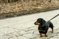 Little cute black dachshund dog on a walk with an owner