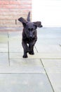 Little cute black puppy labrador retriever runs Royalty Free Stock Photo
