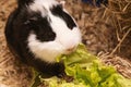 Little cute black and white guinea pig close up Royalty Free Stock Photo