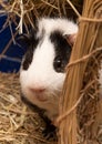 Little cute black and white guinea pig close up Royalty Free Stock Photo
