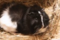 Little cute black and white guinea pig close up Royalty Free Stock Photo