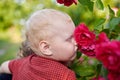 Little cute boy in a plaid shirt sniffs a rose bush