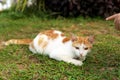 A little cute boy playing with cat on green grass - Image Royalty Free Stock Photo