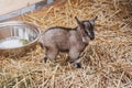 Little cute brown goatling standing on a straw.