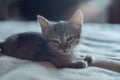 Little cute brown kitten is sitting on the bed. falling asleep Little cat Royalty Free Stock Photo