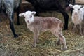 Little cute brown lambs in a stall. Royalty Free Stock Photo