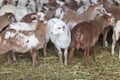 Little cute brown lambs in a stall. Royalty Free Stock Photo