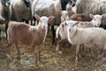 Little cute brown lambs in a stall. Royalty Free Stock Photo