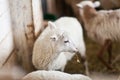 Little cute brown lambs in a stall. Royalty Free Stock Photo