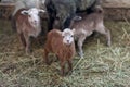 Little cute brown lambs in a stall. Royalty Free Stock Photo