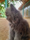 little cute cat anggora Royalty Free Stock Photo