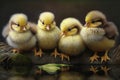 Little cute chicks standing together and looking into camera