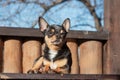 Little cute chihuahua dog lying. Close up little chiwawa dog lying. puppy outdoors. Chihuahua mini smooth haired Royalty Free Stock Photo