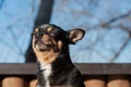 Little cute chihuahua dog lying. Close up little chiwawa dog lying. puppy outdoors. Chihuahua mini smooth haired Royalty Free Stock Photo