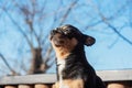 Little cute chihuahua dog lying. Close up little chiwawa dog lying. puppy outdoors. Chihuahua mini smooth haired Royalty Free Stock Photo