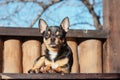 Little cute chihuahua dog lying. Close up little chiwawa dog lying. puppy outdoors. Chihuahua mini smooth haired Royalty Free Stock Photo