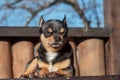 Little cute chihuahua dog lying. Close up little chiwawa dog lying. puppy outdoors. Chihuahua mini smooth haired Royalty Free Stock Photo