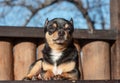 Little cute chihuahua dog lying. Close up little chiwawa dog lying. puppy outdoors. Chihuahua mini smooth haired Royalty Free Stock Photo