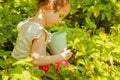 Little cute child girl picking strawberry in a field. Agriculture, health, bio food concept Royalty Free Stock Photo