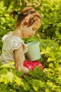 Little cute child girl picking strawberry in a field Royalty Free Stock Photo